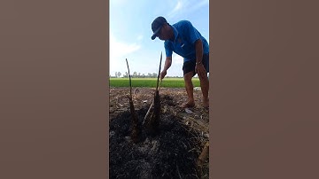 Cá Lóc Đồng Nướng Rơm #ẩmthựcmiềntây #đặcsảnmiềntây #hàihước#chepmientay #cmt #amthuc #cálócđồng