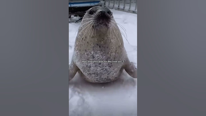 Wait, they don’t love you like I love you ! ❤️ #seal #cute