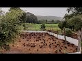 1000 Free Range Desi Poultry Farming l Fencing l Feeding l Marketing l