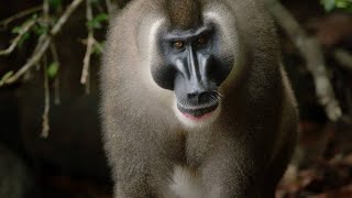 Vivid Footage of One of the Rarest Primates in the World