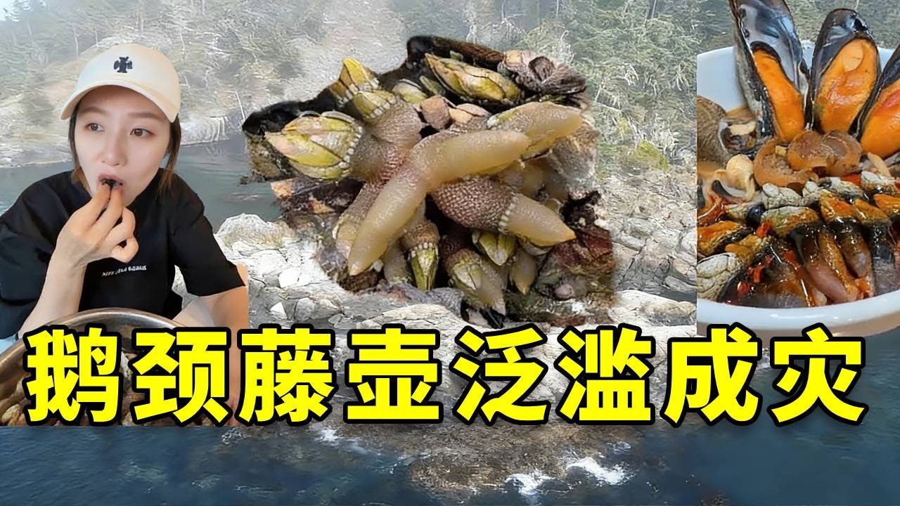 听说最近鹅颈藤壶在加拿大泛滥成灾，我带女友火速赶往，鹅颈藤壶+螺蛳粉，简直鲜掉眉毛了 #大豪夫妇 #fishing #大魚 #戶外