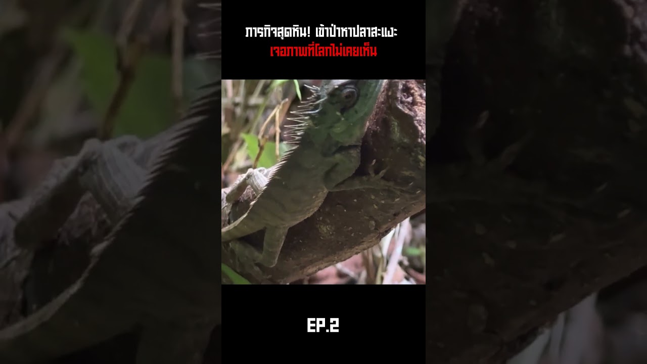 ภารกิจสุดหิน! เข้าป่าหาปลาสะแงะ เจอภาพที่โลกไม่เคยเห็น