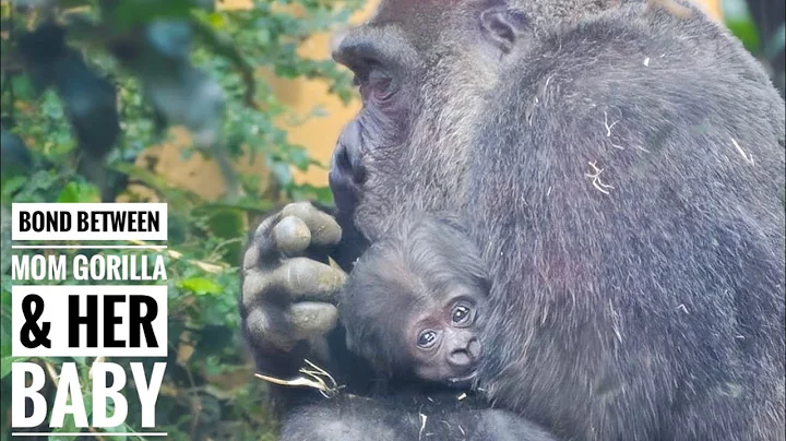 No matter what happens, Mom Gorilla cuddles up with her baby | Kyoto City Zoo