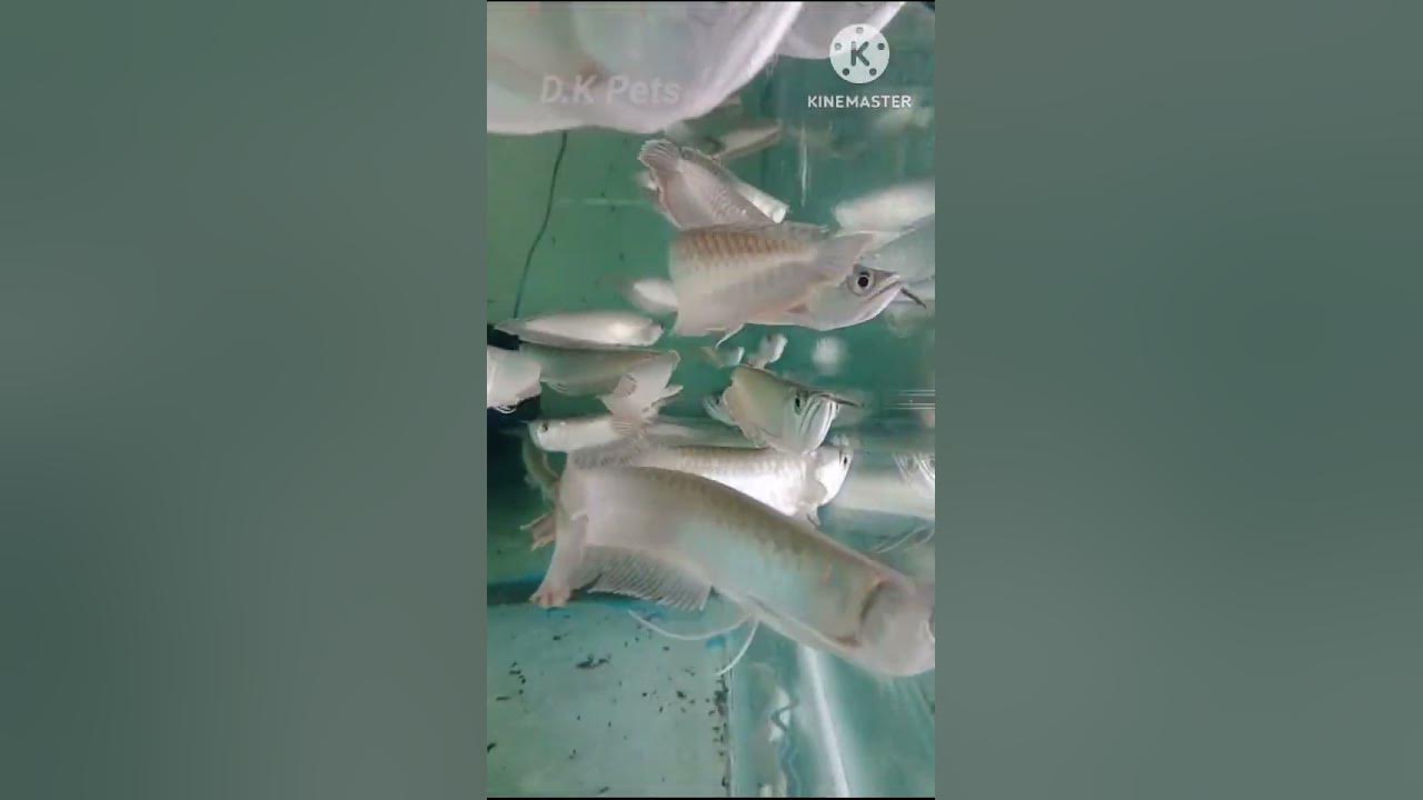 silver-arowana-fish-vasthu-fish-youtube