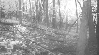 PICT11-22.AVI