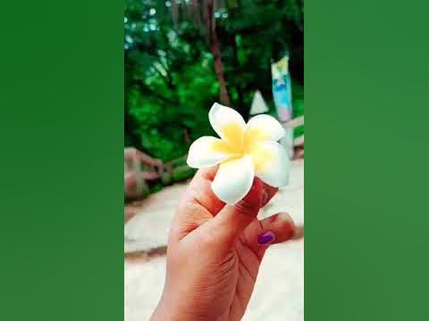 disahara kemon boka #shorts - YouTube