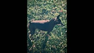 Rescued on the trail whilst out hiking, TT a little mini pin as sweet as can be