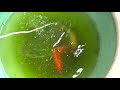 ＧＥＸ 金魚元気 プロバイオフード ２２０ｇ 顆粒 浮上性 金魚の餌(えさ)を食べる瞬間