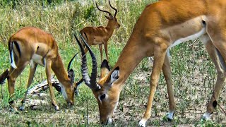 Witnessing Antelope Behavior on a Tanzania Safari Adventure by The Wild Tube 252 views 2 months ago 8 minutes, 57 seconds