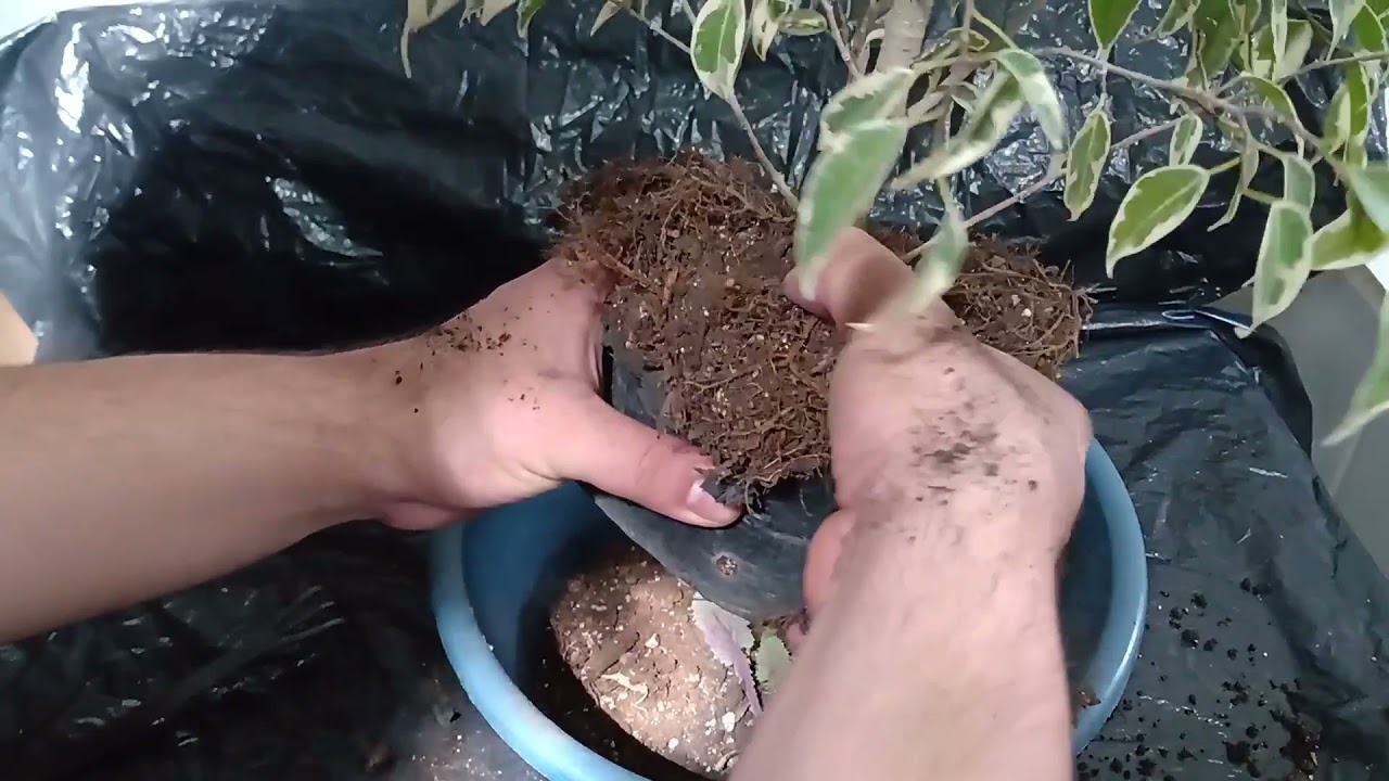 Cómo hacer un bonsai? primeros pasos en ficus, parte 1