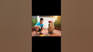 Cách chăm cá của anh em Capy #capybara #capybarayeunoi #ongbavaboss #vuive