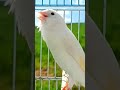 طائر الكناري أبيض Oiseau Canari Blanc White Canary Bird Canário Branco Белая канарейка Saka 