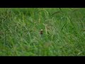 White-capped Munia in Malaysia (feral) 20220615