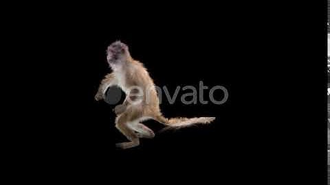 Monkey Dance 4K | Motion Graphics - Envato elements