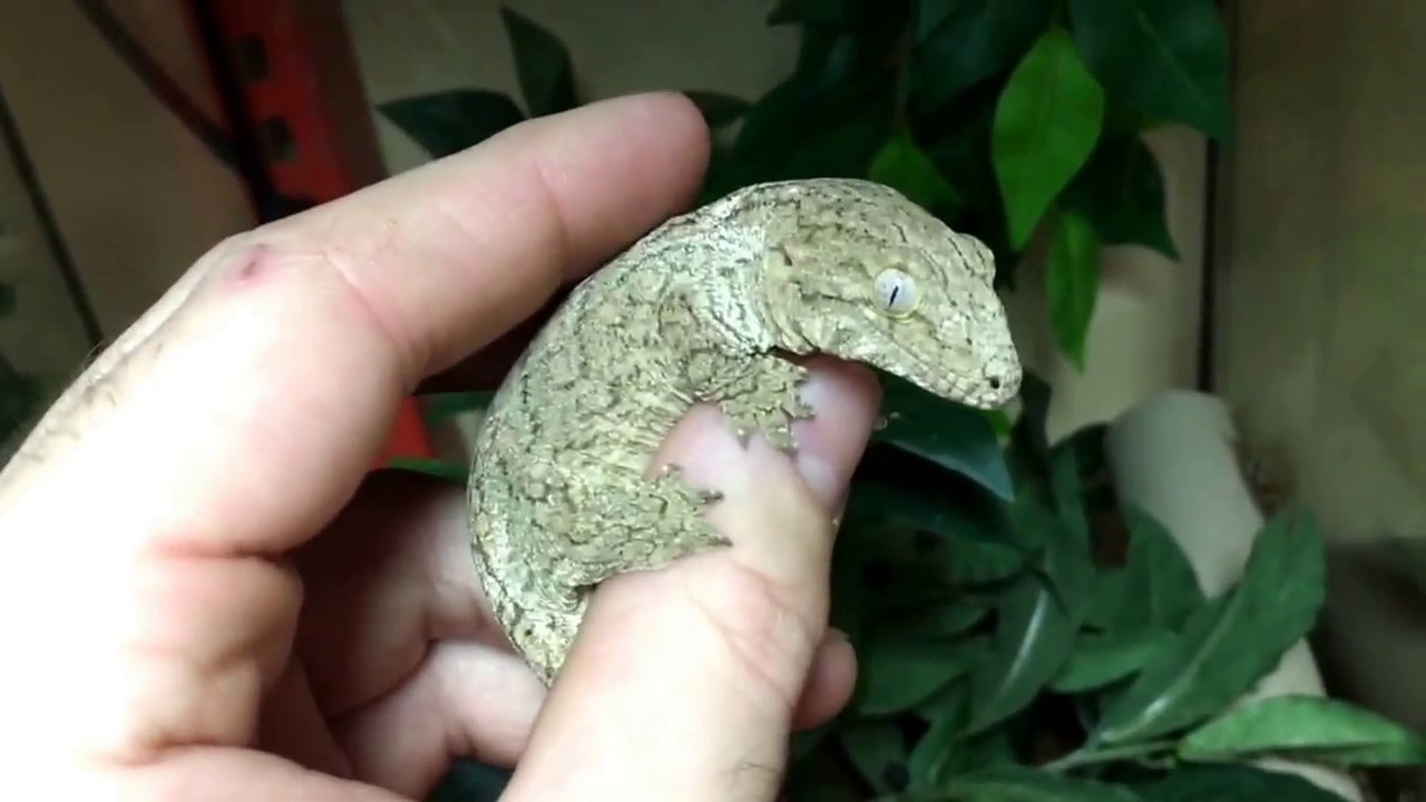 sheet bend New Addition: Giant Gecko! Leachianus Cross!