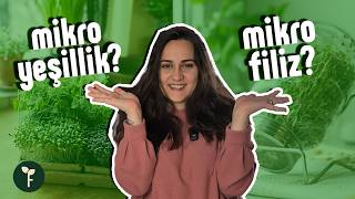 Mikro Yeşillikler Vs Mikro Filizler Hangisi Nasıl Yetiştirilir? Aralarındaki Tüm Farklar
