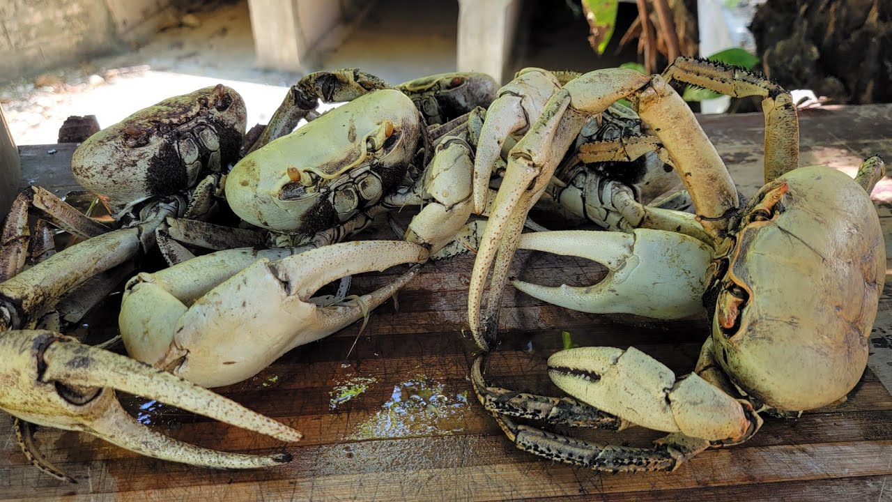 HUNTING LARGE MUD CRABS /BLUE CRABS IN JAMAICA COOK ON OPEN FIRE