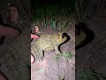 Ếch  khổng lồ #frogling #animals #frogging #nature #jumpingfrog #toad #amazingfrog #cute #shorts