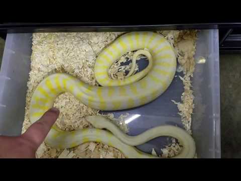 How to tell if a Carpet Python is Ovulating?