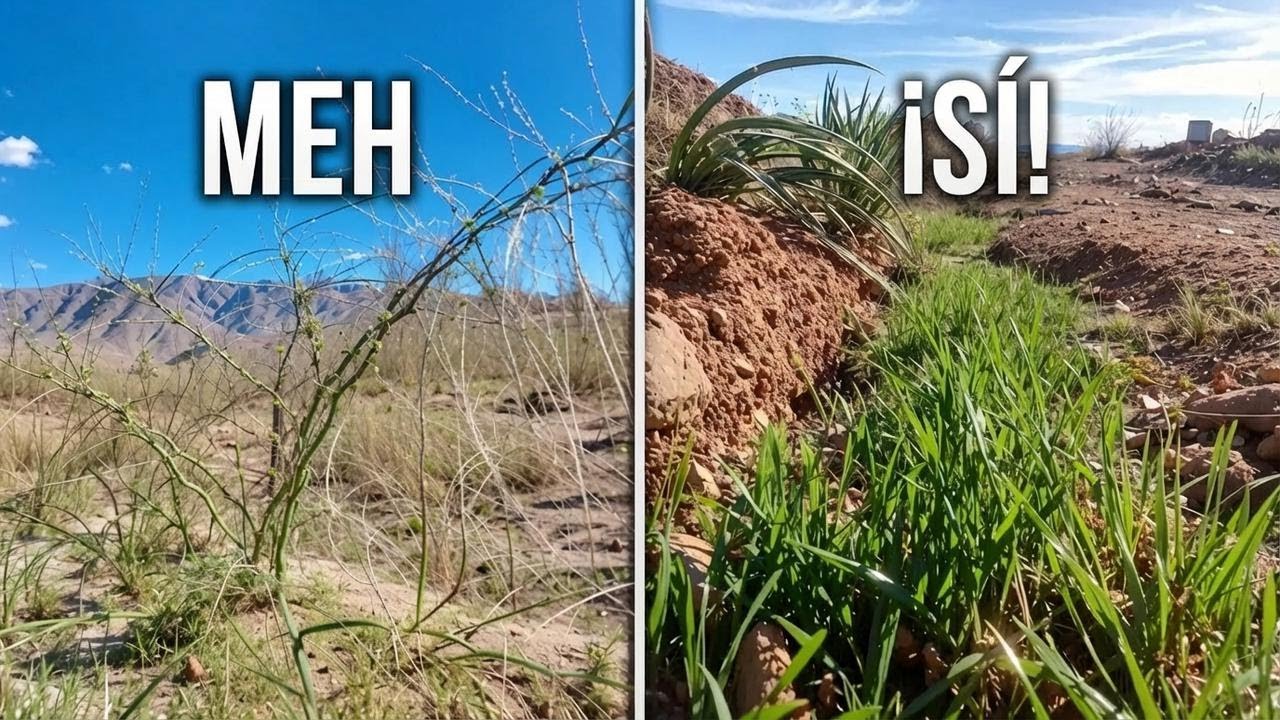 Encontré la pieza clave que le faltaba a mi bosque en el desierto