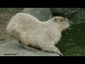 How Capybaras Express Grief. Momiji Strains for Signs Her Mother, Donguri, Is Still Alive