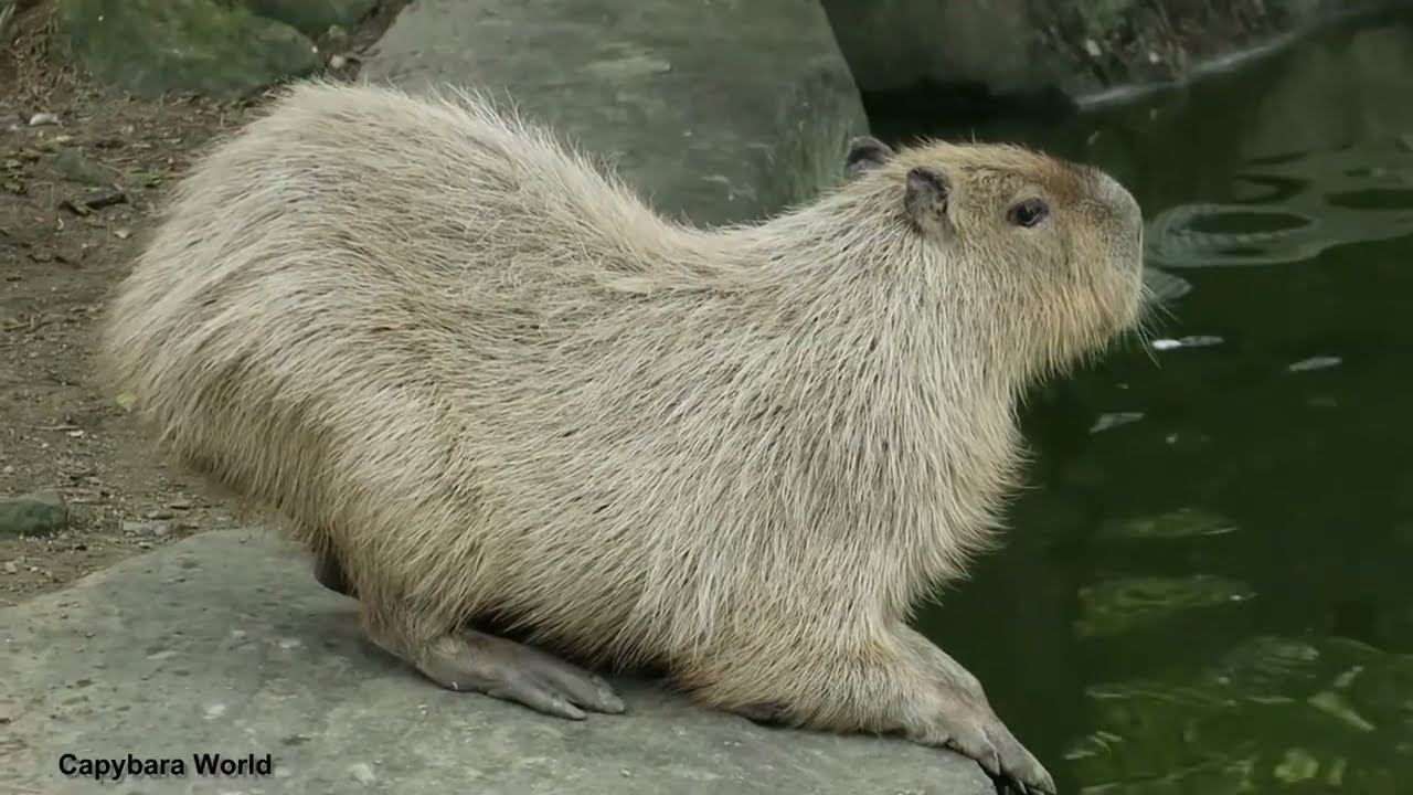 How Capybaras Express Grief. Momiji Strains for Signs Her Mother, Donguri, Is Still Alive