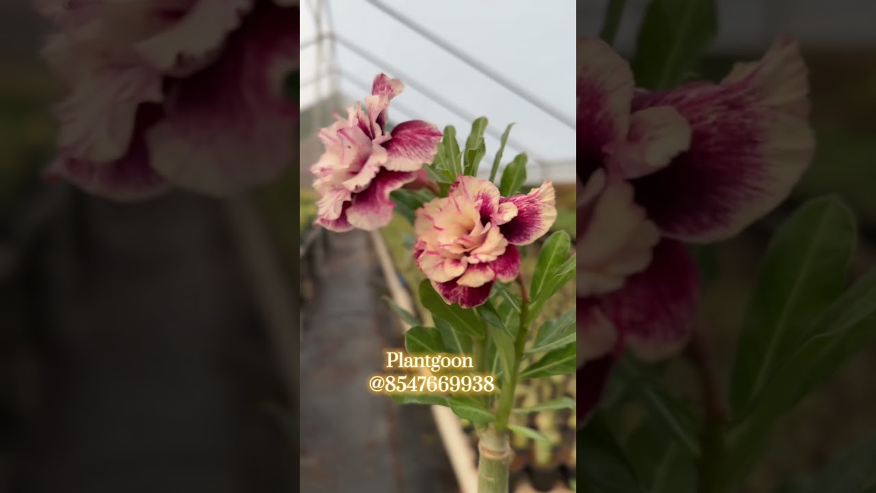 Adenium sale @8547669938 #adeniumflowerplants #adeniumflowerplants #gardeningplants #adeniumplant