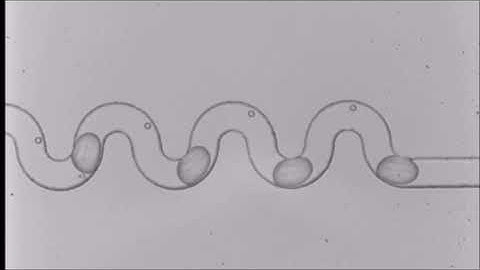 Droplet microfluidics for the highly controlled synthesis of branched gold nanoparticles