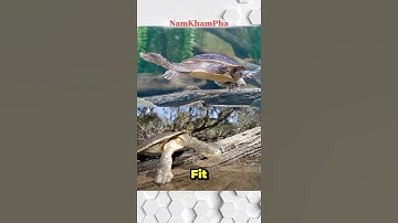 Loài rùa thở bằng "đ.ít" | NamKhamPha | Khám phá những sự thật thú vị mà có thể bạn chưa biết.