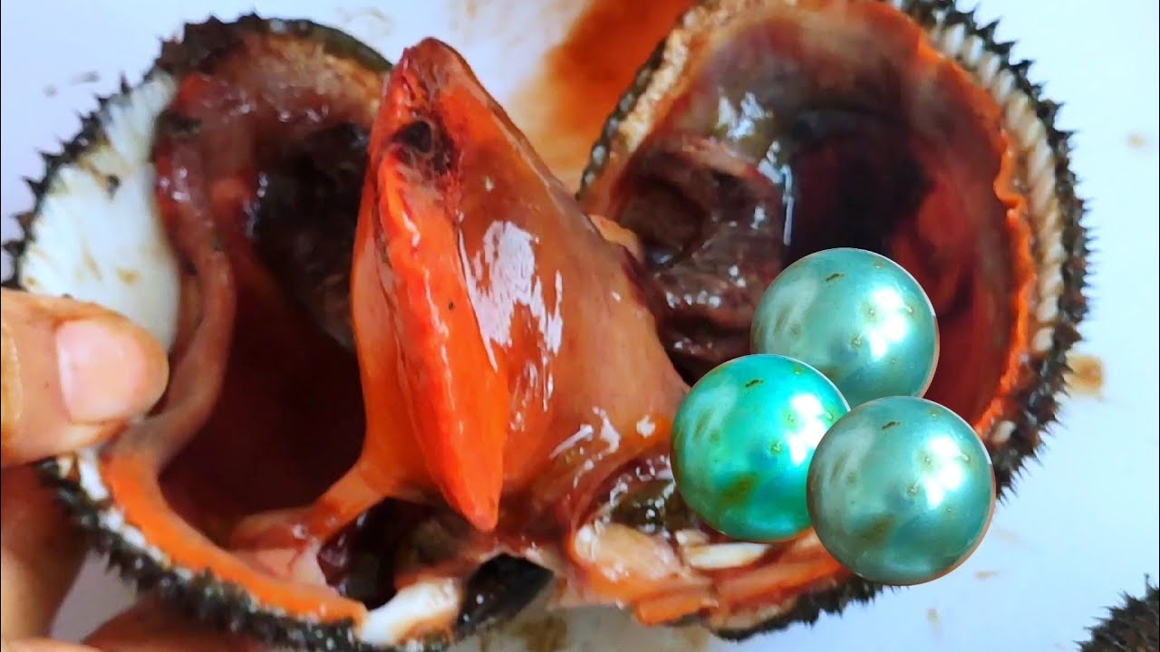 Снова сезон ловли жемчужных устриц, и я поймал красноволосых моллюсков