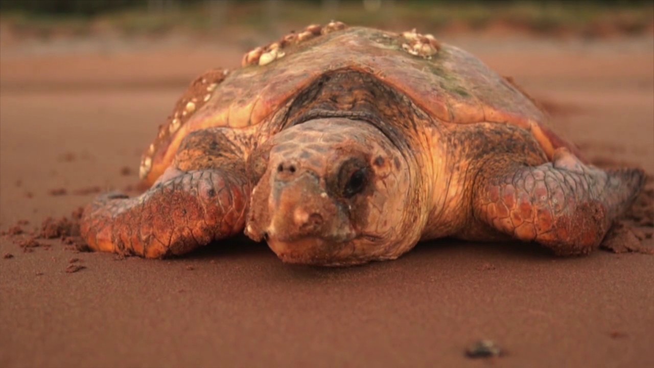 Bundaberg Mon Repos Turtle Season YouTube Bundaberg Mon Repos Turtle Season YouTube