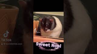 #cutepets #pets #rat #cute #rats