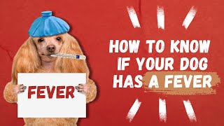 Dog Health: FEVER . Complete Guide 🐶🐾