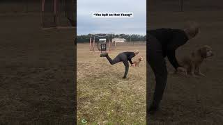 Throw these pitches, to go D1!! #subscribe #funny #baseball