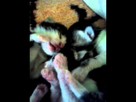 Videó: Miről álmodozik Egy Macska?