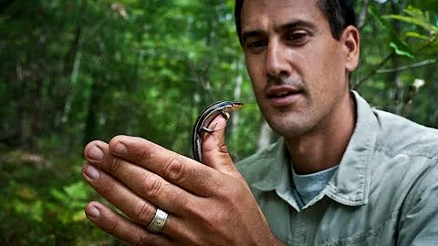 Josh Feltham's Expedition Ectotherm: Adventures wi...