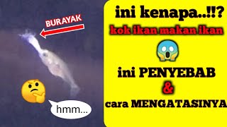 Penyebab Burayak Ikan Mas Koki Mati Dan Cara Mengatasinya 