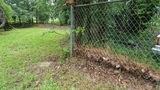 Annie visits the flea farm 6-16-19