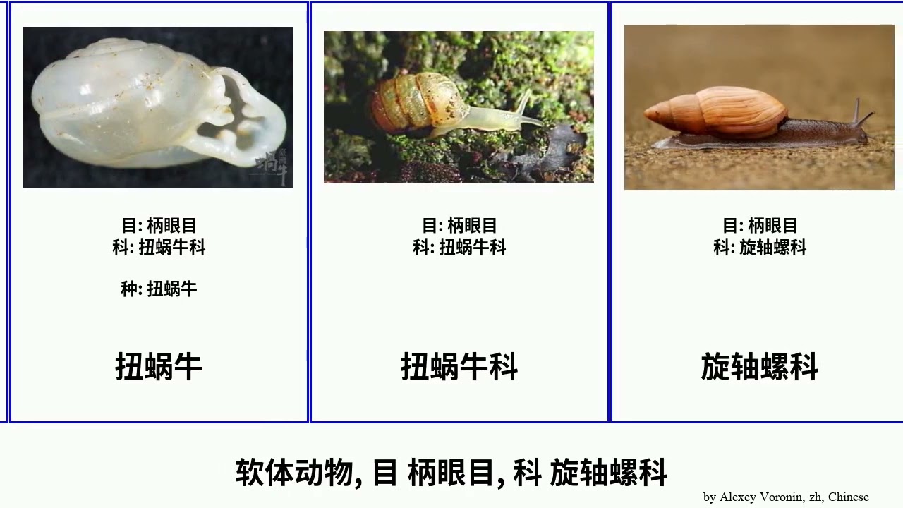 软体动物, 目 柄眼目, 科 旋轴螺科 mollusca 光洁琥珀蜗牛 巴蝸牛科 牙蛹蝸牛科 菲吕杂螺属 Jammy 强壮夏威夷树蜗 钻头螺科 塞舌爾蝸牛 非洲大蝸牛科 腹齒螺科 蛞蝓科 霜纳螺科