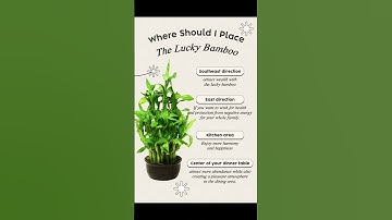 Where to place lucky bamboo at home | Lucky bamboo best direction #fengshuihouseplant #indoorsplants