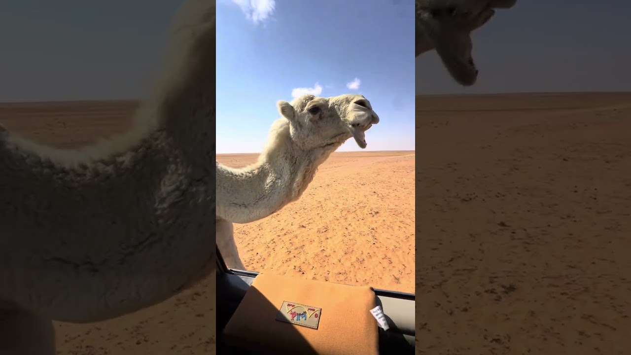 شديد البل من النفود الى الحجره -عذفاء-النفود الكبير