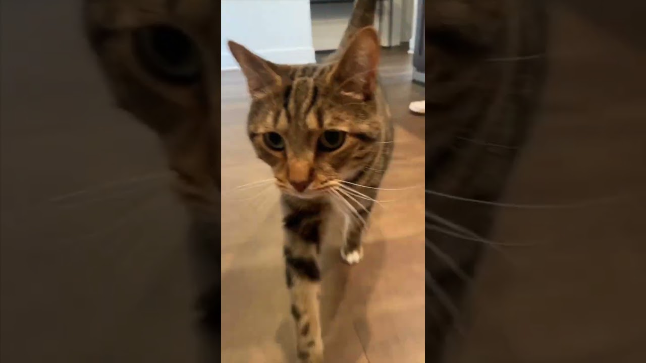 I Had To Pay The Cheese Tax