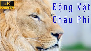 Thế giới động vật hoang giã châu Phi 11 tiếng âm nhạc thư giãn phim 4K (African wild animals films) screenshot 3