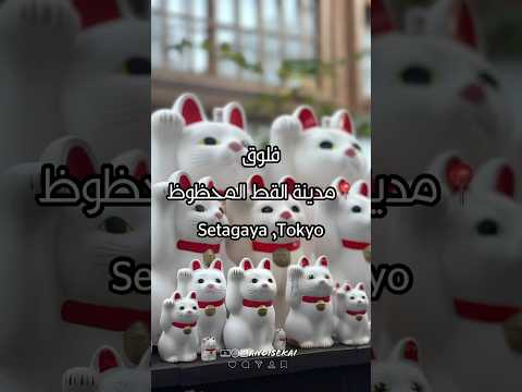 مدينة القط المحظوظ الذي انقذ الساموراي اليابان انمي    