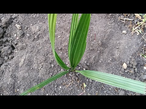 فيديو: نباتات النخيل المغزلية - تعرف على شروط زراعة النخيل المغزل
