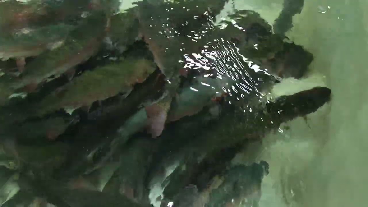 Узв ,форель, солнечная энергия для узв