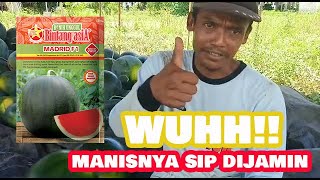 Semangka  MADRID F1 MANISNYA SIPP!! DIJAMIN || Benih Unggul || Sahabat Bintang asiA