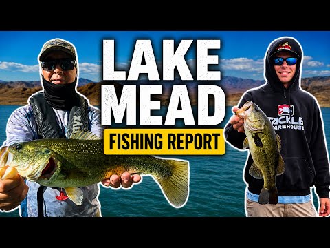 Lake Mead Fishing Report • Topwater Time!!!
