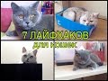 7 ЛАЙФХАКОВ ДЛЯ ВЛАДЕЛЬЦЕВ КОТОВ И КОШЕК)