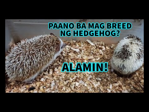 Video: Paano Tumahi Ng Isang Hedgehog